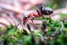 Formigas invasoras podem ameaçar ecossistemas, danificando as plantas nas raízes