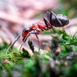 Formigas invasoras podem ameaçar ecossistemas, danificando as plantas nas raízes