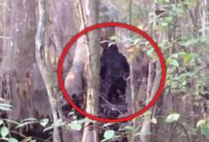 Estranha criatura que quebra árvores é filmada em floresta nos EUA