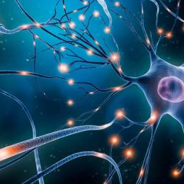 Cientistas explicam por que neurônios consomem tanto combustível mesmo quando em repouso