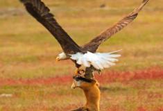Incrível! Fotógrafo flagra momento exato que uma águia captura uma raposa