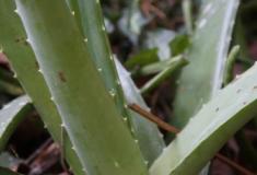 Visitando o mundo curioso da babosa (Aloe vera): um rico vegetal milenar 