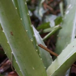 Visitando o mundo curioso da babosa (Aloe vera): um rico vegetal milenar 