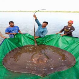 Arraia gigante de 4 metros é capturada em rio no Camboja