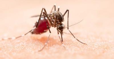 Mais dois óbitos por dengue são confirmados em Joinville