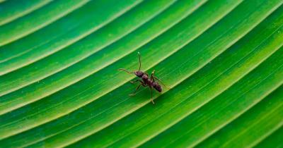 Estudo mostra que formigas são capazes de detectar câncer a partir do cheiro