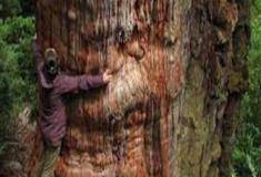 Árvore na Patagônia de 5.484 anos pode ser a mais antiga do mundo