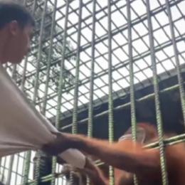 Homem é atacado por orangotango em zoo na Indonésia