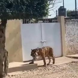 Tigre de bengala é flagrado andando em rua de uma cidade no México