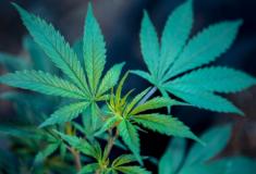 Nova pesquisa mostra que a flor de cannabis é eficaz no tratamento da fadiga