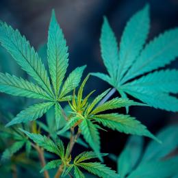 Nova pesquisa mostra que a flor de cannabis é eficaz no tratamento da fadiga