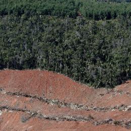 Aumento do desmatamento na Mata Atlântica do Brasil