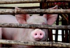 Itália matará 1.000 porcos em surto de peste suína