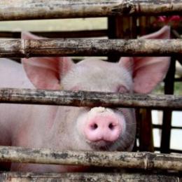 Itália matará 1.000 porcos em surto de peste suína