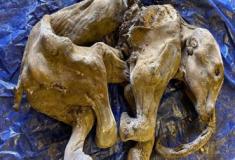 Restos de um mamute mumificado são encontrados no Canadá