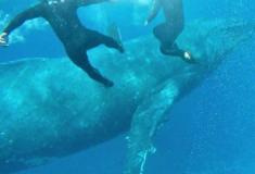 Enorme baleia quase colide com nadadores em Tonga