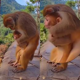 Esse vídeo viralizou, bebê macaco é salvo por sua mãe de asfixia