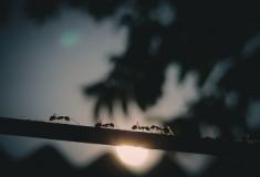 Em defesa das formigas