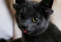 Midas: A gata que nasceu com quatro orelhas