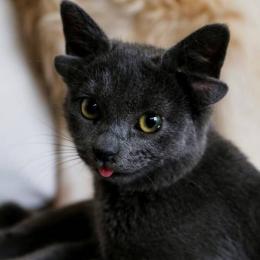 Midas: A gata que nasceu com quatro orelhas