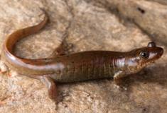Três novas espécies de salamandra de barriga preta encontradas no sul dos Montes Apalaches