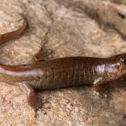 Três novas espécies de salamandra de barriga preta encontradas no sul dos Montes Apalaches