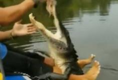 Bizarro! Homem é visto alimentando crocodilo pendurado em suas pernas