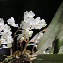 Pesquisador descobre novas espécies de orquídeas nas montanhas da Tanzânia