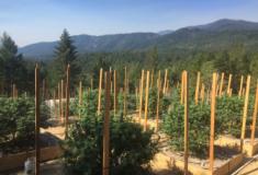 Incêndio florestal representa maior ameaça à cannabis do que outras culturas da Califórnia
