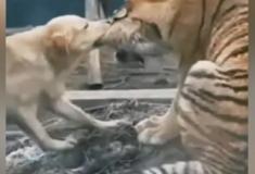 Cachorro enfrenta tigre e leão dentro de jaula de um zoológico