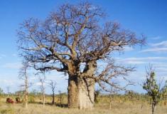 Corrida contra o tempo para encontrar antigas esculturas indígenas em árvores Baobás