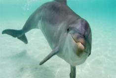 Golfinhos têm umbigo?