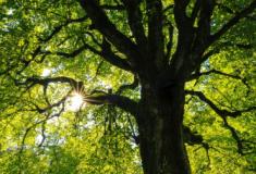 Proteger árvores muito antigas pode ajudar a mitigar as mudanças climáticas