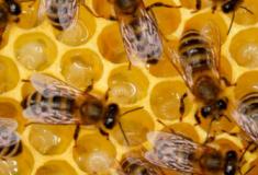 A expectativa de vida das abelhas é 50% menor hoje