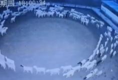 Ovelhas na Mongólia andam em círculos há 12 dias. Ninguém sabe porquê