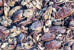 Crustáceos mortos na costa nordeste da Inglaterra podem ser vítimas da indústria