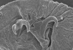 Cientistas – literalmente – desenterraram uma nova espécie de Tardígrado