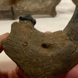 Fóssil raro de leão americano extinto descoberto graças à secagem do Mississippi