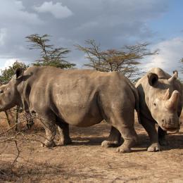 Um grande passo para a produção de gametas de rinoceronte