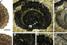 Novas espécies fósseis da família moonseed encontradas em Yunnan