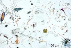 O plâncton marinho conta a longa história da saúde dos oceanos e talvez dos humanos também