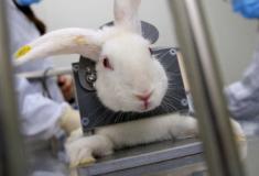 Governo proíbe uso de animais em pesquisa sobre cosméticos