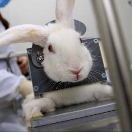 Governo proíbe uso de animais em pesquisa sobre cosméticos