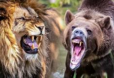 Leão vs urso: Quem vence essa batalha?