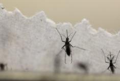 Falta inseticida para combater o mosquito da dengue, zika e chihungunya