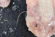 Pesquisadores registram peixe na profundidade máxima de sobrevivência