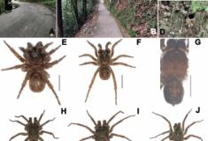 Três novas espécies de aranhas Mesothelae descobertas na China