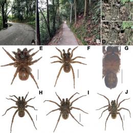 Três novas espécies de aranhas Mesothelae descobertas na China