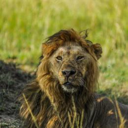 Seis leões são mortos no Quênia após a morte do leão mais velho da África