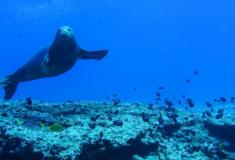 7 maneiras pelas quais a mudança climática está prejudicando a vida marinha